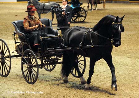 Photo 16 – Welsh Ponies and Cobs were part of the action at the 2015 Royal Winter Fair Horse Show with breed classes and under saddle and driving competition. This lovely black Welsh Cob and his driver were participants it the Welsh Pleasure Driving class.Photo by Kim MacMillan/MacMillan Photography
