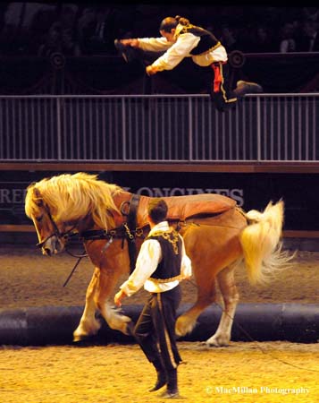 Photo 31 – A Cavallo performer gets amazingly high off the back of a Haflinger during their performance at the 2015 Royal Horse Show.Photo by Kim MacMillan/MacMillan Photography