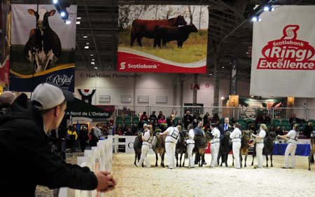 Photo 45 – Contestants in the Canadian National Jersey Cattle Show at the 2015 Royal Winter FairPhoto by Shelley Higgins/MacMillan Photography
