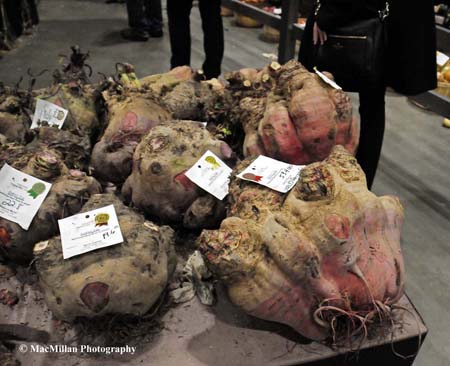 Photo 46 – The Royal Vegetable Show had classes for the largest vegetables. The rutabaga in the foreground entered by Chris Lyons was the Royal champion and a world record at 53.4 pounds. Photo by Sarah Miller/MacMillan Photography