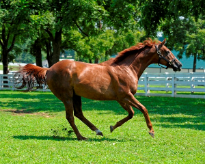 kentucky