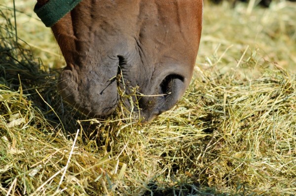 Horse-eating-hay-600x397