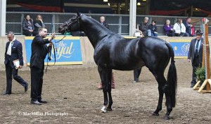 9-Champion Thoroughbred stallion at the 2014 Royal, Simply Decadent by Niigon, handled by Marc Desautels, and owned by Treena McClelland-Desautels.
