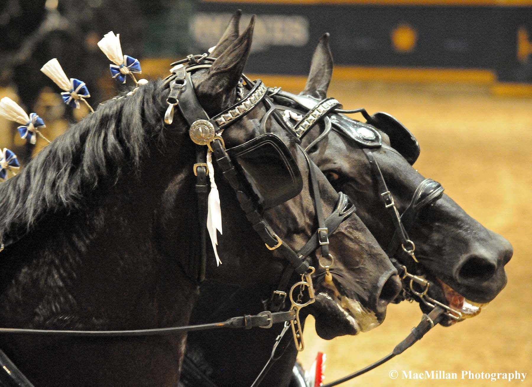 Photo 23 - Photo 4 – The trusty lead horses, Tory and Queen, of the champion All Star Percheron hitch at the 2015 Royal Winter Fair in TorontoPhoto by Kim MacMillan/MacMillan Photography