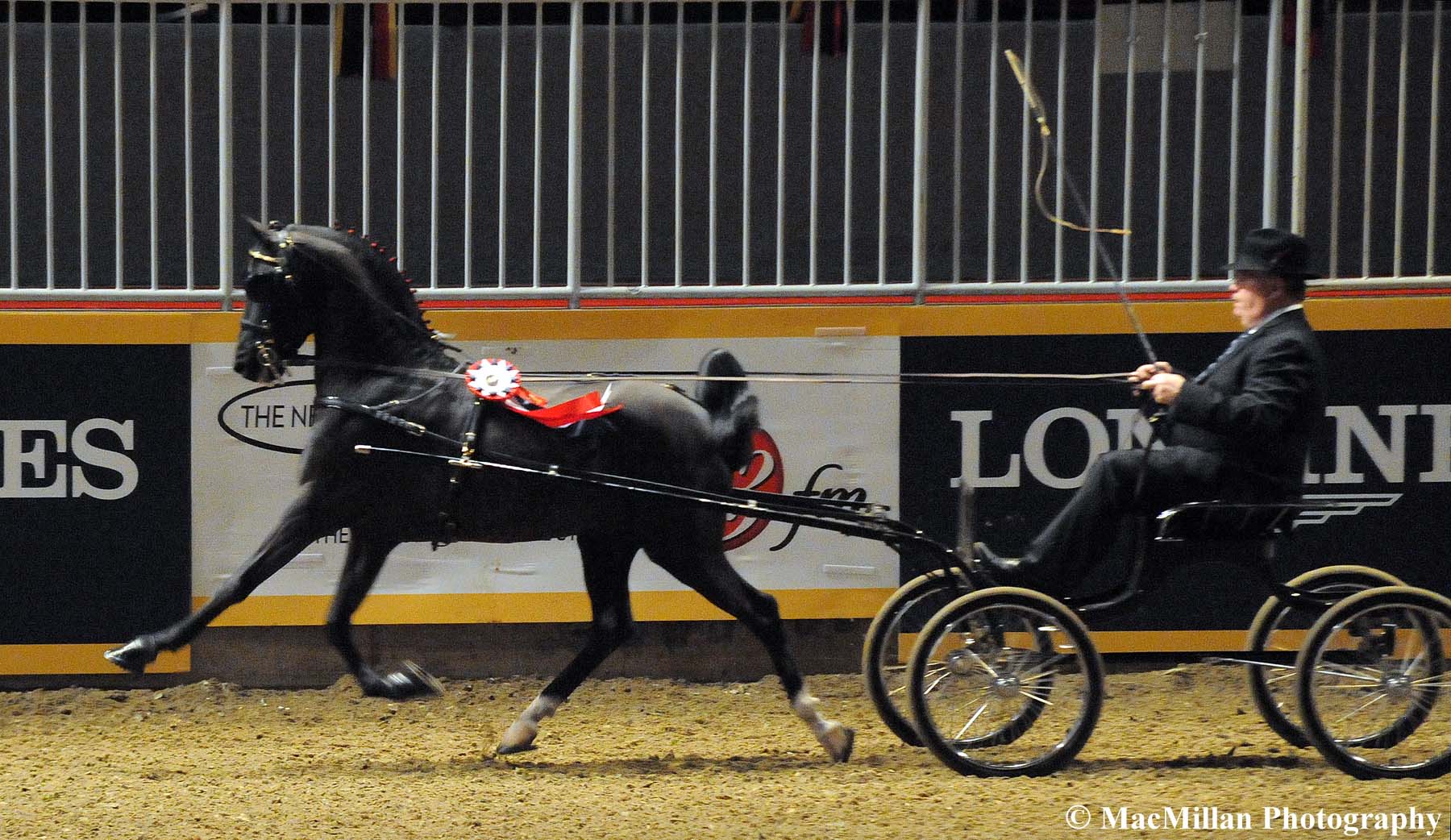Photo 24 - The Spiderman driven by Rodney Hicks and owned by Edward Ochsenschlager took the top place in the Royal Horse Show Hackney Pony Canadian Championship Stake class. Photo by Kim MacMillan/MacMillan Photography