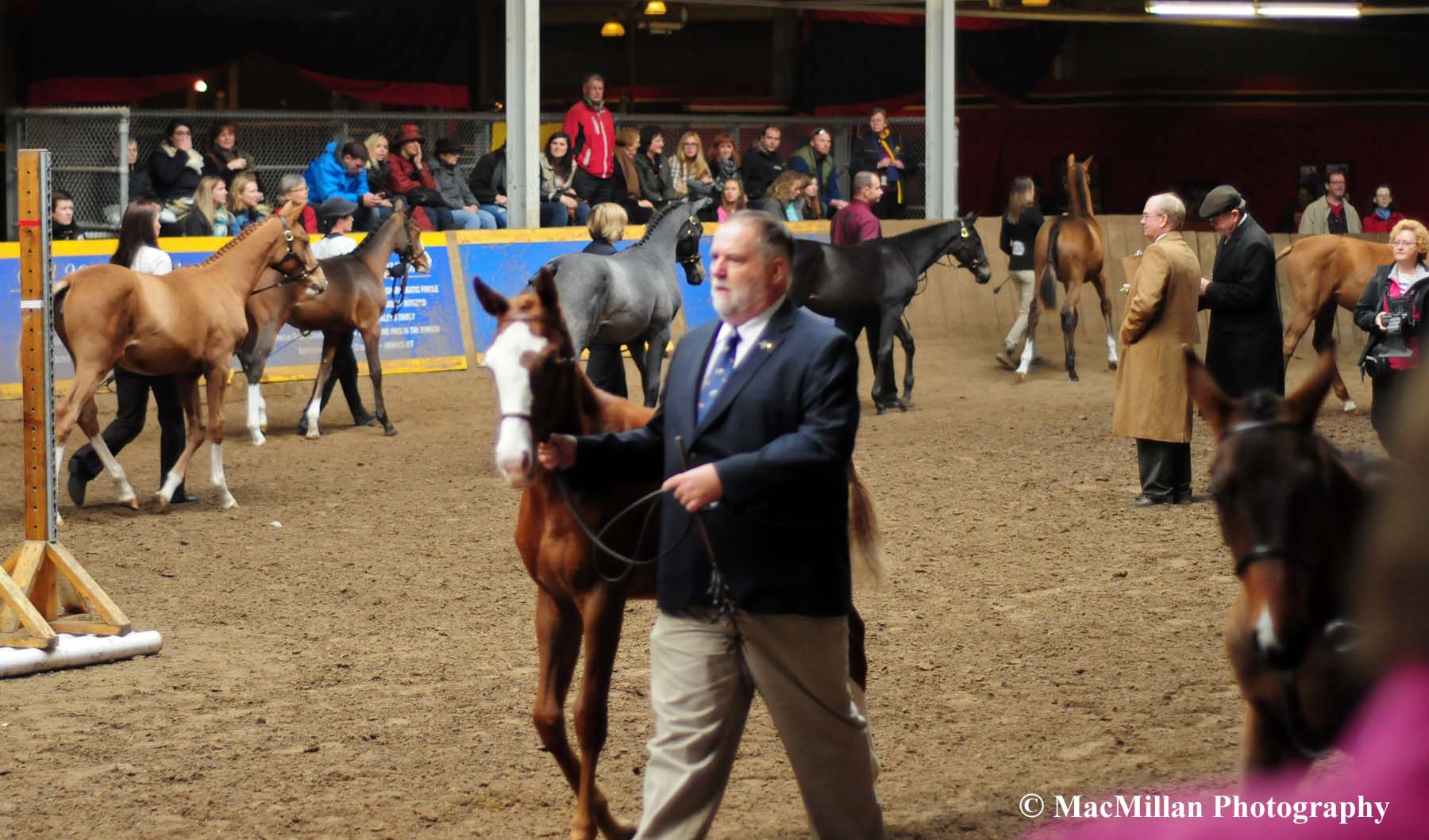 Photo 27 – Nineteen weanlings competed in the $5,000 Canadian Sport Horse President's Cup - Colt, Gelding or Filly 2015 class in the Horse Palace ring on the final Saturday of the 2015 Royal Horse Show. The winner was BF Lennyx owned and shown by Garry Roque. Photo by Kim MacMillan/MacMillan Photography