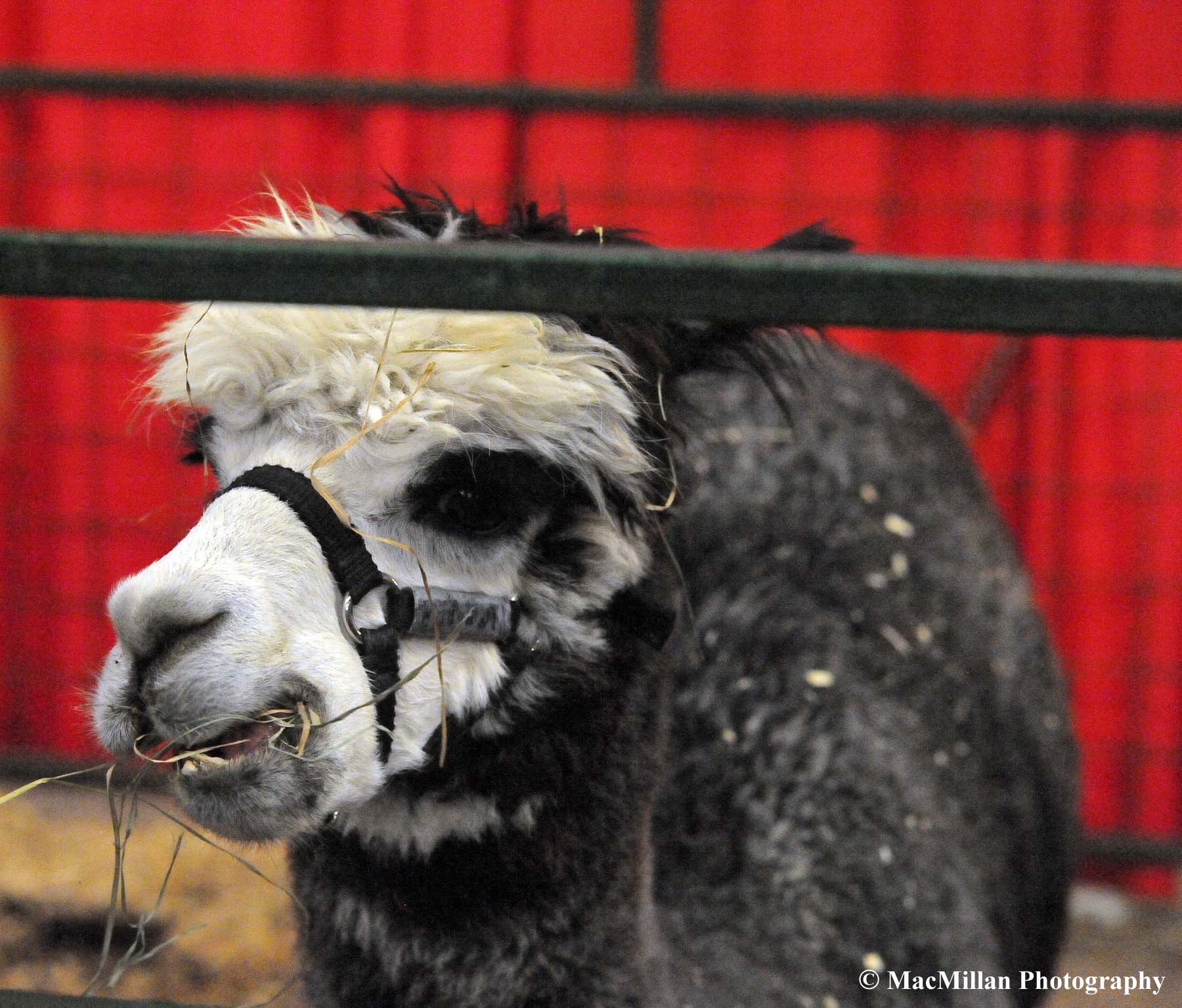 Photo 38 – This cute and friendly alpaca was part of an educational exhibit at the 2015 Royal Winter Fair. There was also wool spun from alpaca mohair and alpaca mohair clothing for sale at the Royal.Photo by Sarah Miller/MacMillan Photography