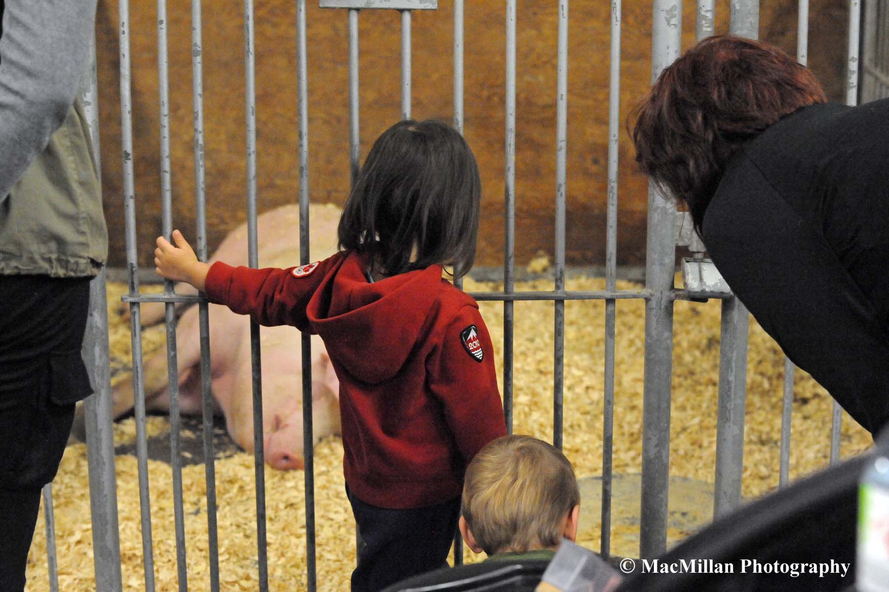 Photo 39 – Young Royal Fair attendees were fascinated by the pig on display in the Royal livestock barns. A 4-H Hog Show is part of the action each year at the Royal.Photo by Sarah Miller/MacMillan Photography