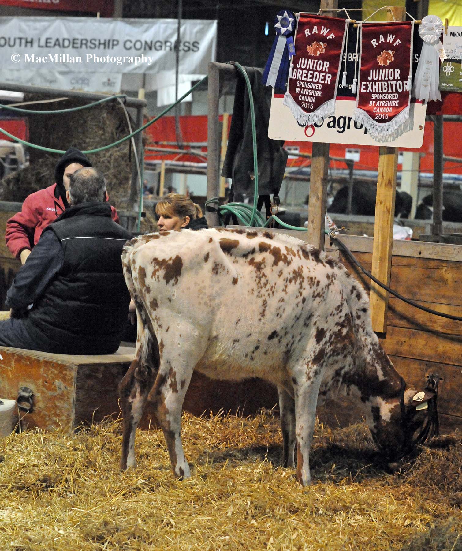 Photo 41 – A young Ayrshire heifer in the barn at the 2015 Royal Winter Fair. Four Canadian national dairy shows are part of the action during the second half of the Royal Agricultural Winter Fair in Toronto, Canada:  the National Ayrshire Show, the National Black and White Holstein Show, the National Red and White Holstein Show and the National Jersey Show as well as a youth show. The first part of the Royal featured a beef cattle show with classes for Angus, Charolais, Hereford, Shorthorn, Limousin and Simmental breeding and market animals and a young exhibitor beef show.Photo by Sarah Miller/MacMillan Photography
