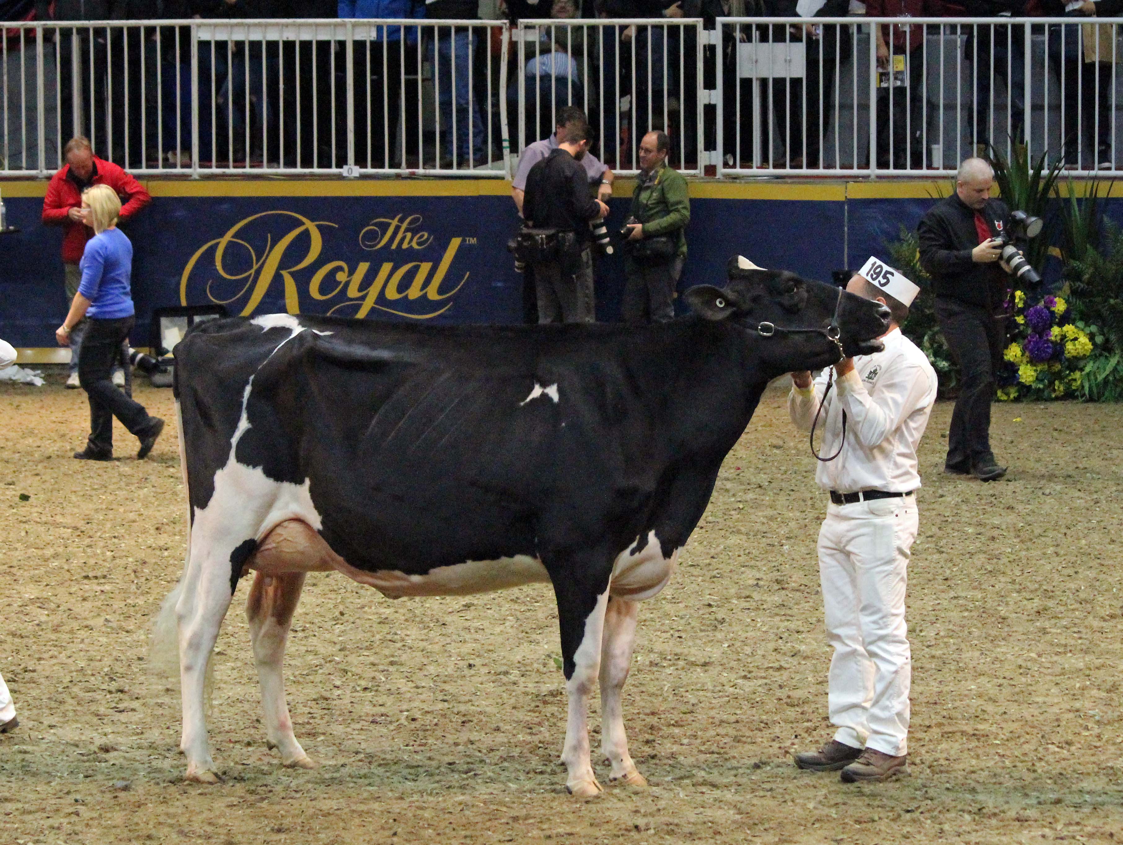 Photo 43 – A Holstein dairy cow in the 2015 Royal Dairy Show Photo by Shelley Higgins/MacMillan Photography