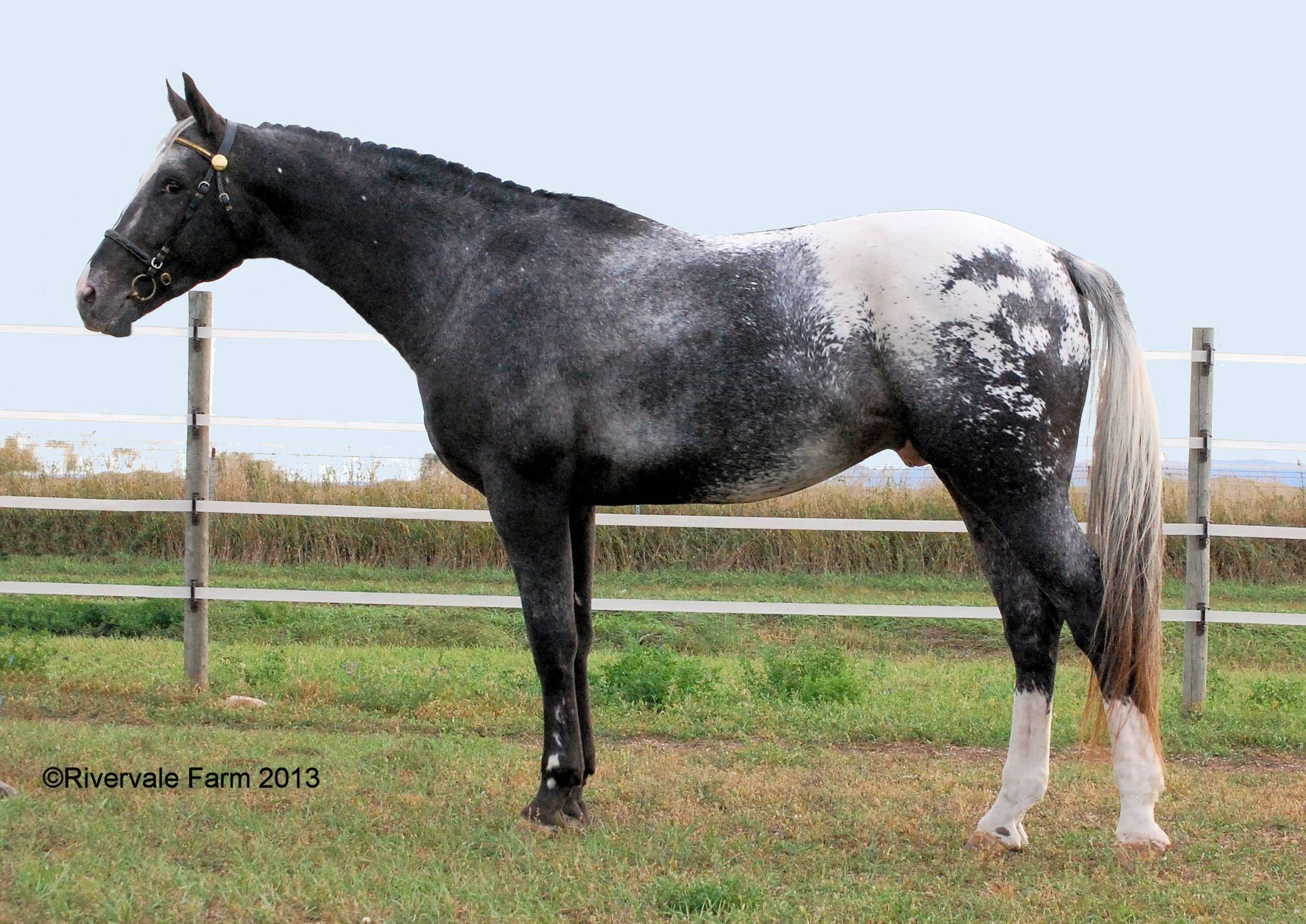 appaloosa horses