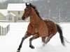 booker-snow