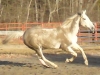 horseee-014