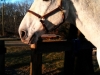 supermodel_contest_supermodel-horse-hugo