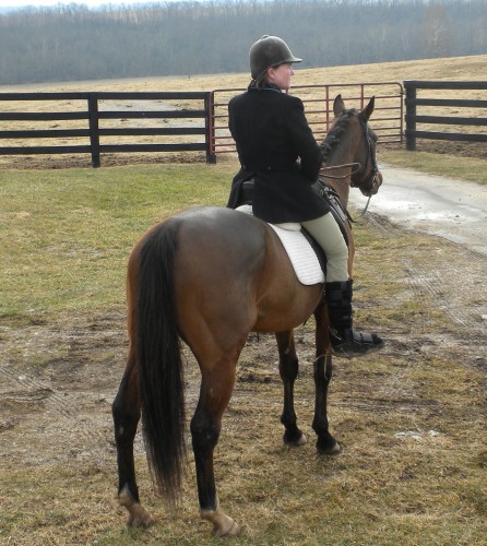 2309 Dressage Hunt Horse 2