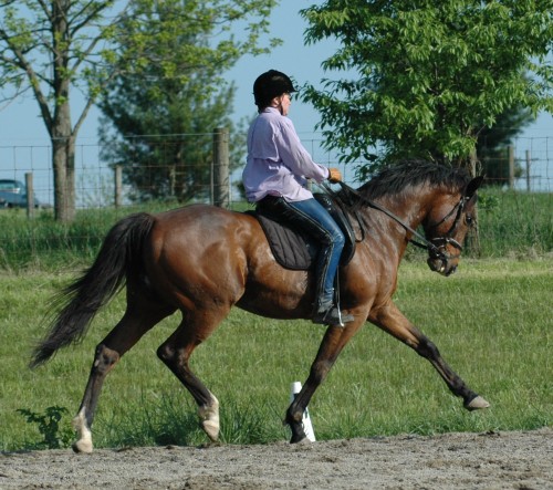 2309 Dressage Hunt Horse 3
