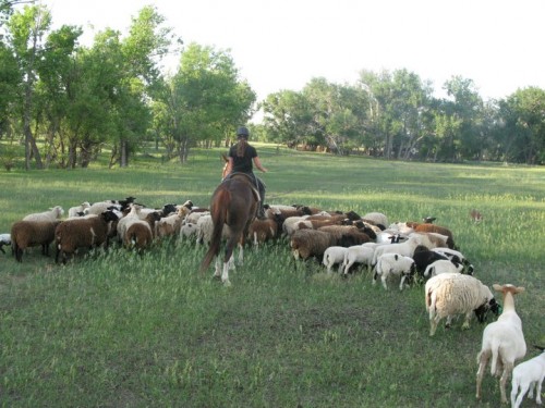 2309 sidelights 1 herding sheep