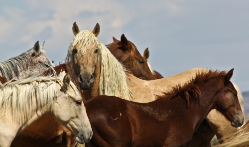 2411 Mustangs 5