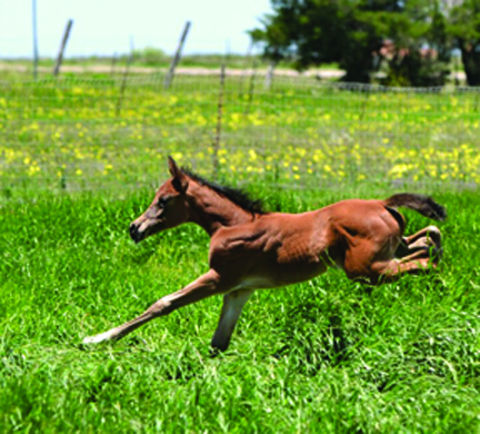 Tracy Glover of Dallas, Texas, has a new colt named Motivation, sired by AO Breeze, Reserve National Champion Open Jumpers. Tracy reports that MoMo, who is six-weeks-old in this photo, is a jumping prospect and a great kisser. After years of being a Wall Street Corporate Headhunter, Tracy has launched a company to connect returning veterans to jobs across corporate America called www.Vets4Work.com. What a great idea!