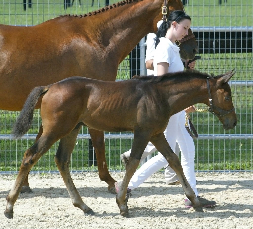 MS Malachai (Lamarque–She Can Dance by First Prize): 2012 First Premium BWP colt, handled by Sarah Owen, at the BWP Keuring at Spy Coast Farm. Photo courtesy of Laurie Haddon  