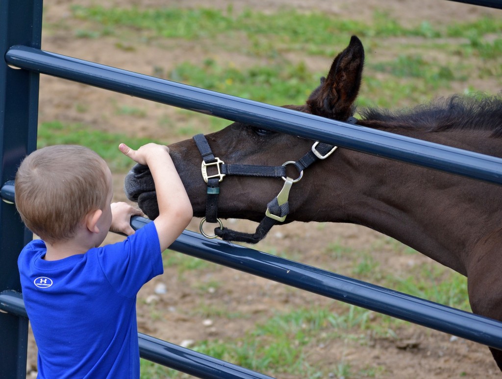MS Cassini Boy (Cassini II-Offspring by Habsburg) – 2012 KWPN colt inherited his sire’s trademark movement and jump, plus his dam’s wonderful temperament. Shown here, playing with Christine’s great-nephew, age 3. Photo by Saran Owen  