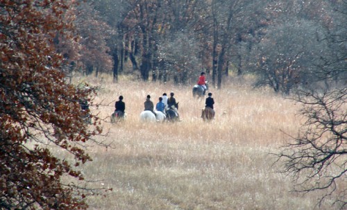 Harvard Fox Hounds hunt club following hounds. Photo by Michael Foster 