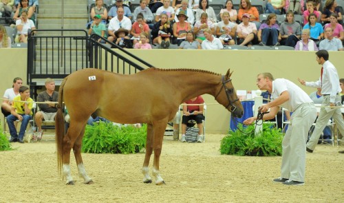 Flashpoint Bloodstock’s Tim Jennings has produced the Pony Finals Auction for 19 years, more recently under the umbrella of Flashpoint Bloodstock LLC. A packed house watches a chestnut pony being presented to buyers in the Alltech Arena at the Kentucky Horse Park in 2012.  Photo by L. A. Brown Photography 