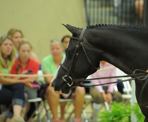 A beautiful pony takes part in the Pony Finals auction, presented by Flashpoint Bloodstock. Photo by L. A. Brown Photography 