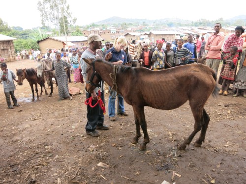 Ashleigh  conducting welfare assessments at a highland market, assisted by Brooke Ethiopia staff and observed by local community members. All photos courtesy of the Brooke