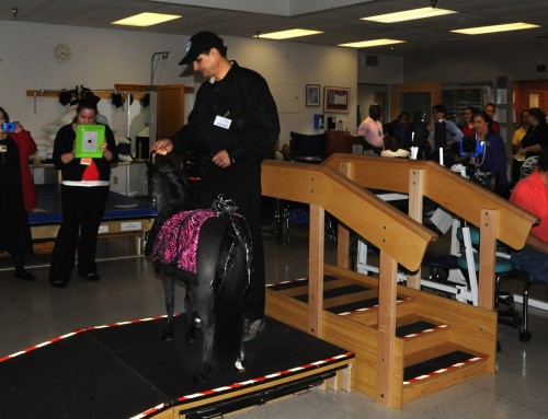 Therapy horse Magic demonstrates rehab training stairs and ramps for the patients.
