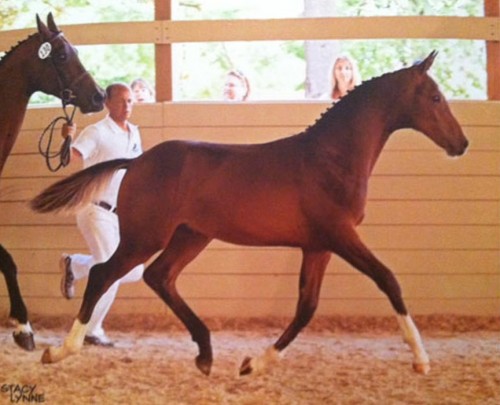 Hero, born 2012  Photo by Stacy Lynne  