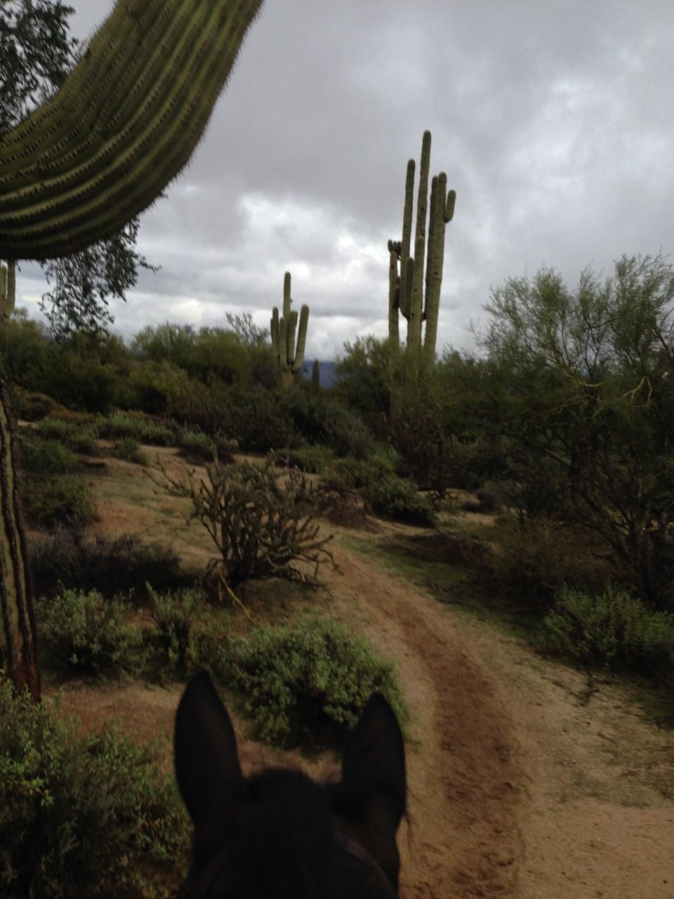 Barb and Eveready trail ride at home in the Sonoran Desert of Scottsdale, Arizona. (Photo courtesy of Barb Crabo)