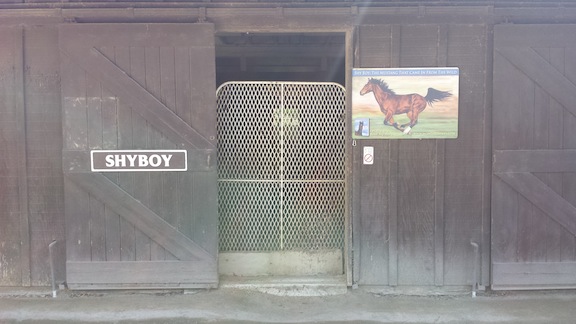 Shyboy, the Mustang celebrity from the self-titled book and PBS show, lives in a box stall. (Photo courtesy of Susan Friedland-Smith)