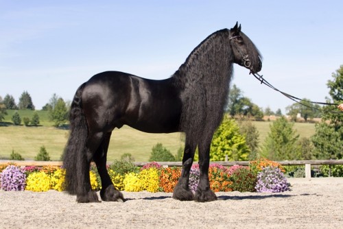 Teade is a prolific sire of Friesians winning at dressage and breed shows.  Photo by Terri Miller