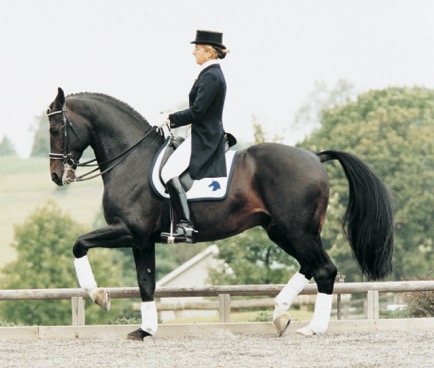 Contango, Preferent, was ranked number two sire of dressage horses by the United States Equestrian Federation at press time. Photo by Terri Miller