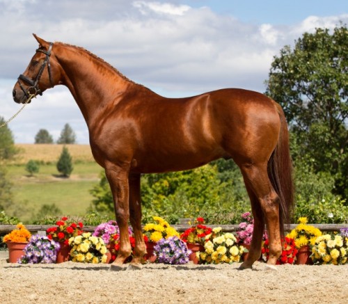 UB40 is one of the most popular KWPN stallions in North America. His oldest offspring are winning Grand Prix in Europe. Photo by Terri Miller