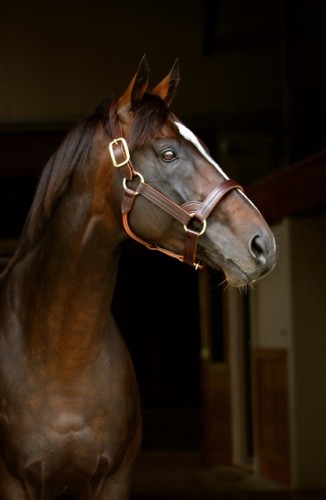 Tiznow, the sire of Susan’s horse Tiz A Knight. The family resemblance is undeniable. Photo by Lee Thomas