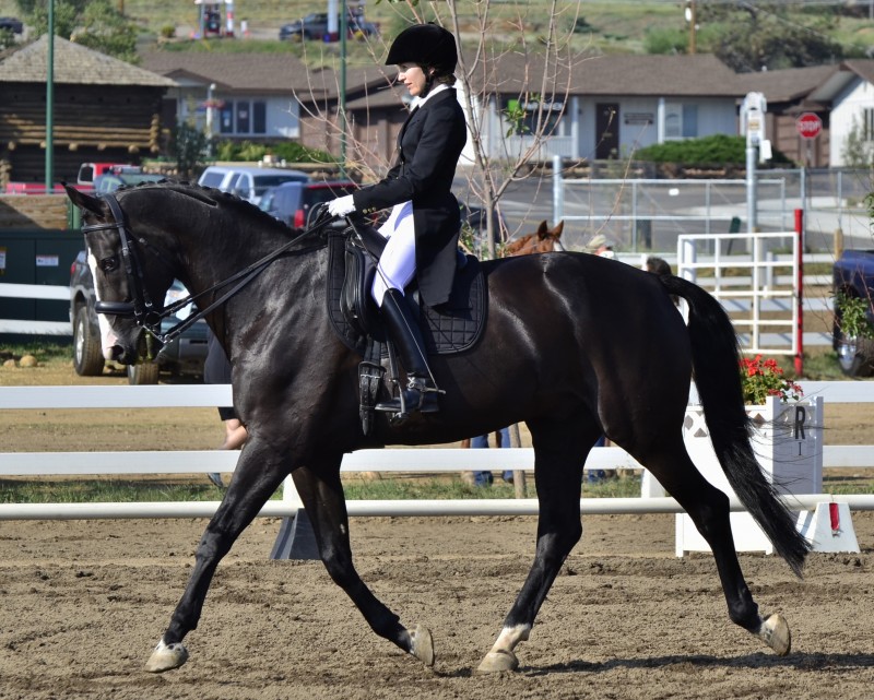 Emily competing in a Prix St. Georges class in Parker, Colorado.