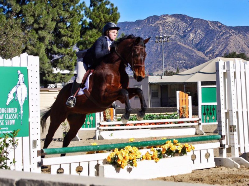 Susan’s friend Natalie showing the movie star Seabiscuit, aka Fred, at the Thoroughbred Classic Horse Show. Photo by Joanie Rietkerk