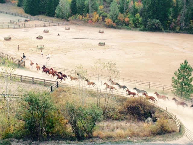 The horses at Red Horse Mountain Ranch Photo by Jan Westmark