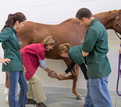 Ashlee examining a horse