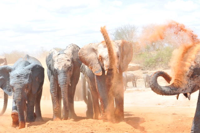 A Magical Safari: Kenyaâ€™s Elephant Quest - Sidelines