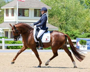 Zweibrucker Stallion - Gallant Reflection HU