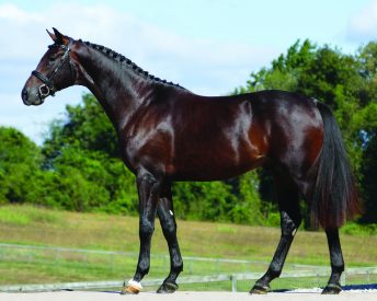 Hanoverian Stallion - Louisville HTF