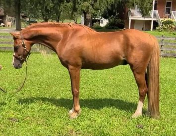 Welsh Pony Stallion - Maranatha So Brilliant