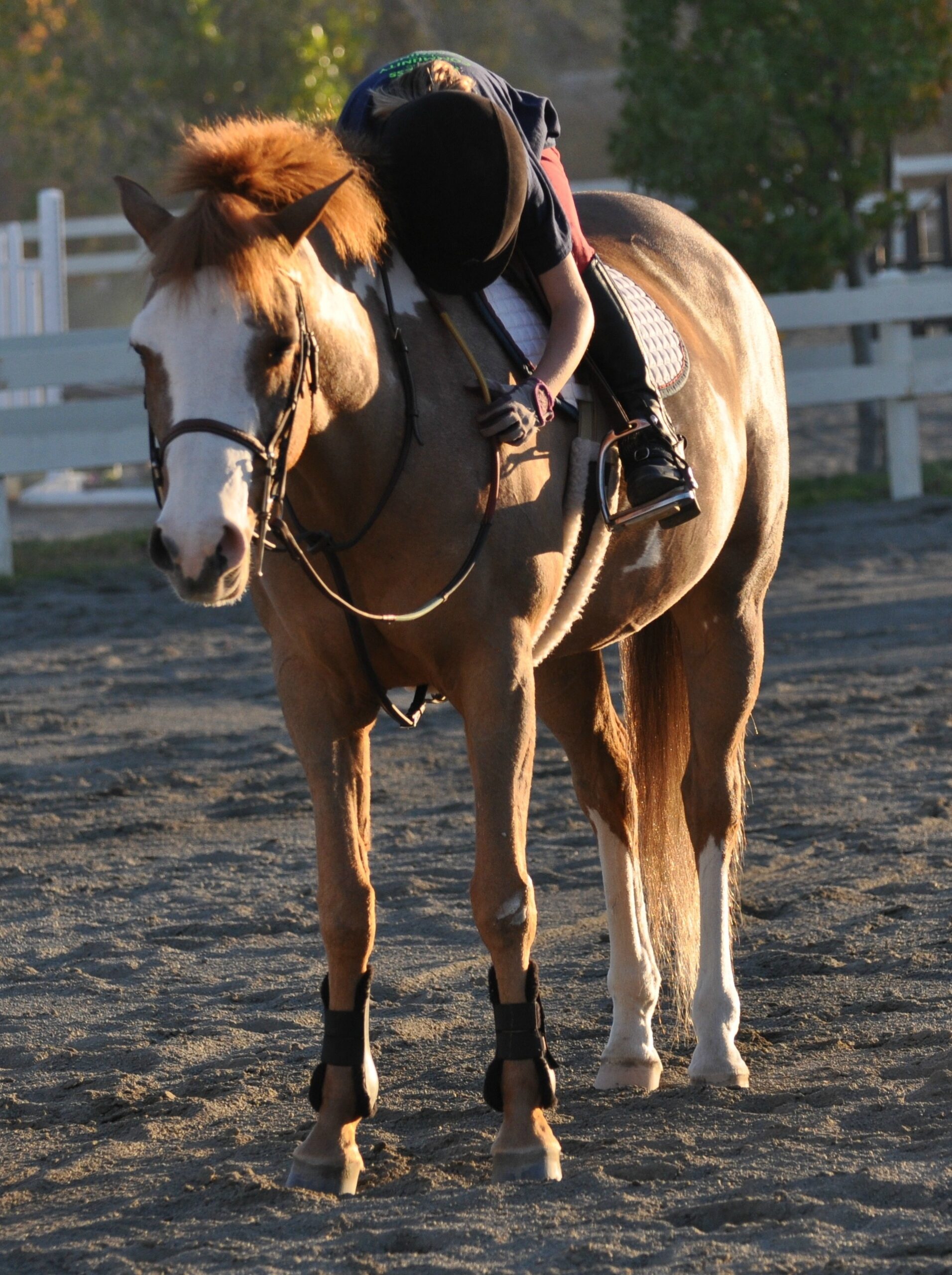 3rd place Hailey and Alexandra Sinclair Alex Sinclair is from Woodside, California, and 12 year old Hailey gave her the confidence to keep riding. “After Hailey came into my life, I became a confident and disciplined rider. She was not an expensive pony, but, she is safe and loving. Hailey and I started out together a year ago and she and I were lucky enough to attend HITS Thermal this year with my barn. . Hailey is not a pricey pony, but, sometimes money can't buy perfection. At Thermal, Hailey never won a thing under saddle because they knew she wasn't from the big leagues: but, when it came to Short Stirrup Equitation, she and I were like two peas in a pod; like peanut butter and jelly. We came home Mid-Circuit Champion. Hailey is my best friend.”