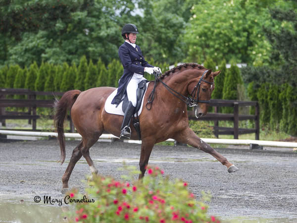 Furst Fiorano showing off his trot. Photo by Mary Cornelius