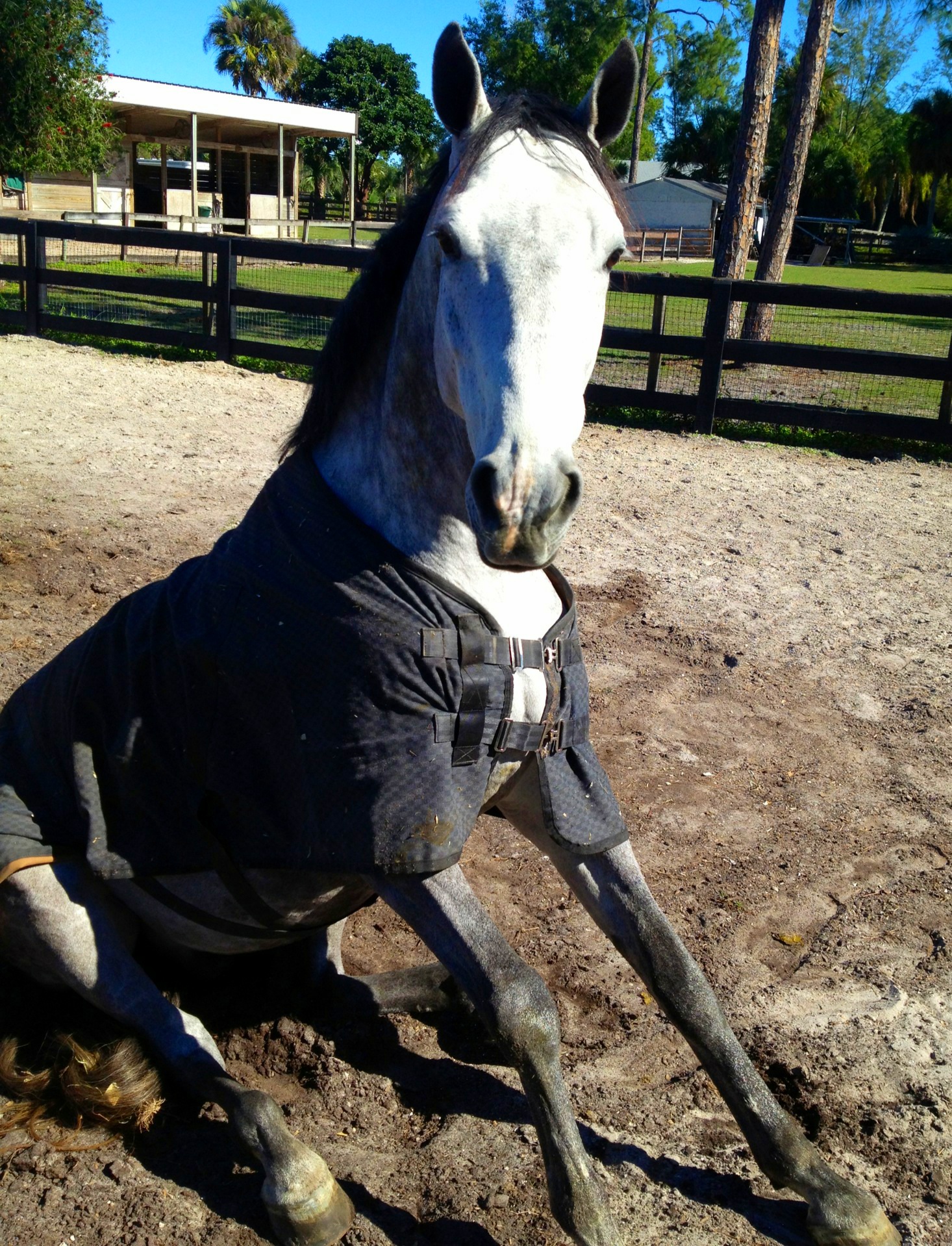 Kathy’s horse, Chapeau, being naughty as usual. (Photo by Kathy Serio)