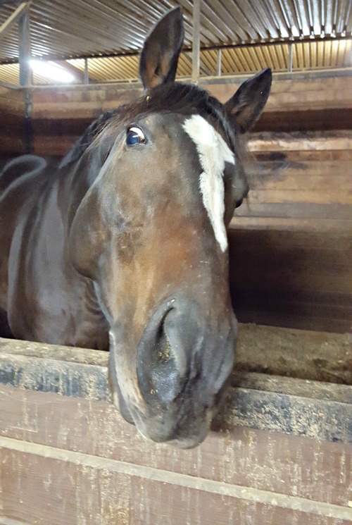 “I may look crazed, but I’m in love with this box stall.” — Knight Photo by Susan Friedland-Smith