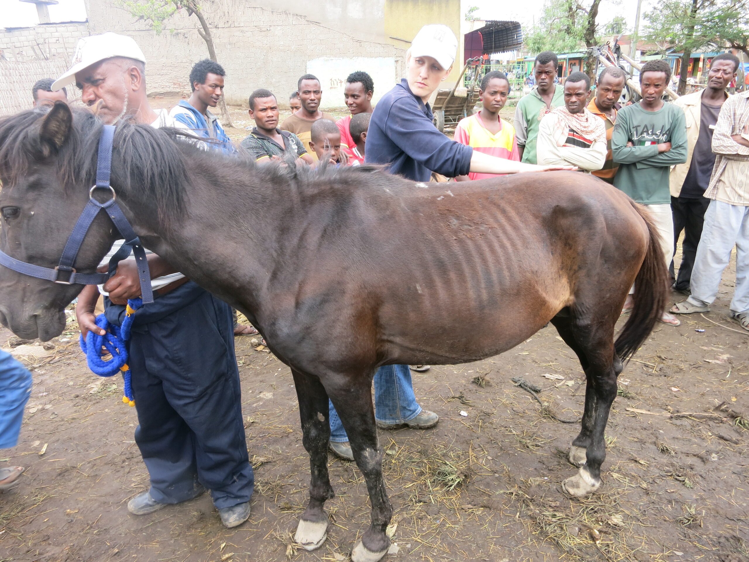 Ashleigh conducting welfare assessments in Ethiopia, assisted by local staff; watched by local owners and children